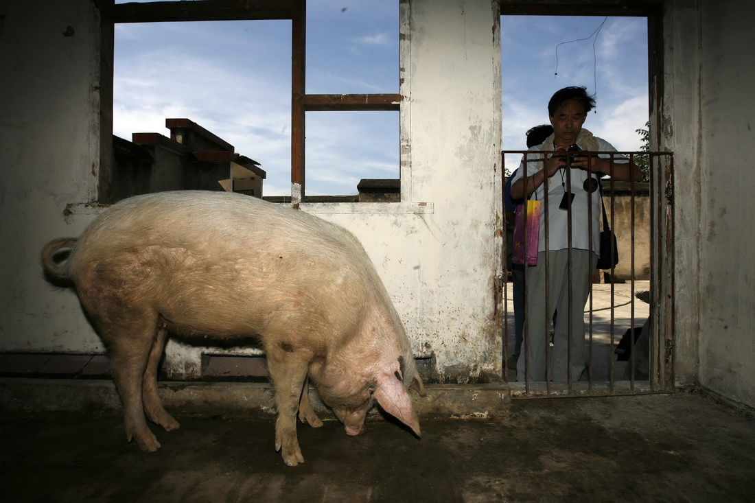 2008年7月1日，游客前来探望“猪坚强”。