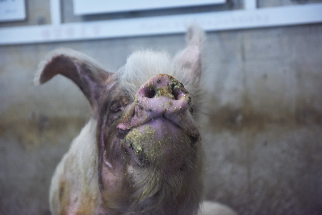 2021年5月10日，“猪坚强”在专职饲养员龚国成的照料下进食。
