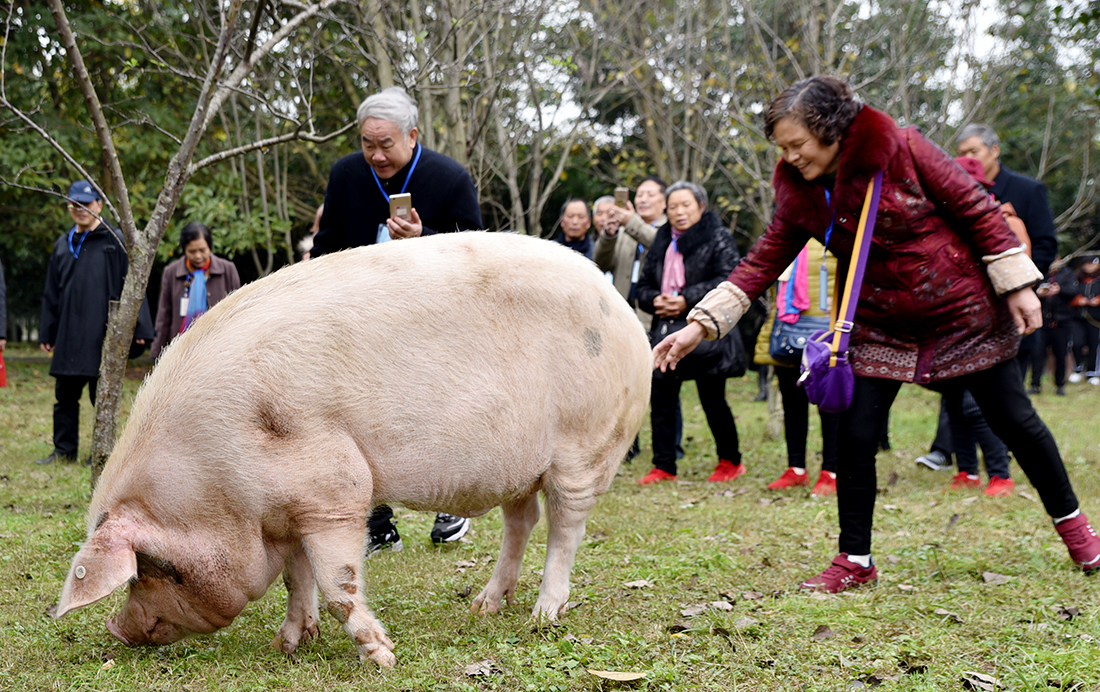 2017年12月5日，“猪坚强”与游客互动。