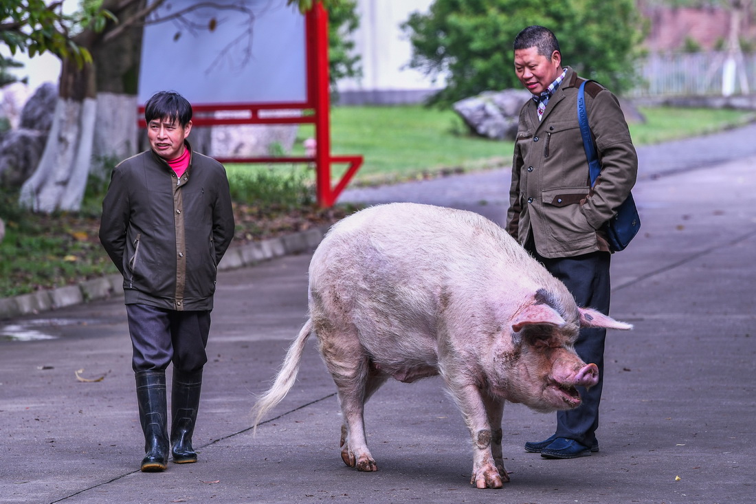 2018年4月7日，11岁的“猪坚强”与饲养员龚国成（左）在建川博物馆散步。在饲养员精心照料下，“猪坚强”显得十分开心。