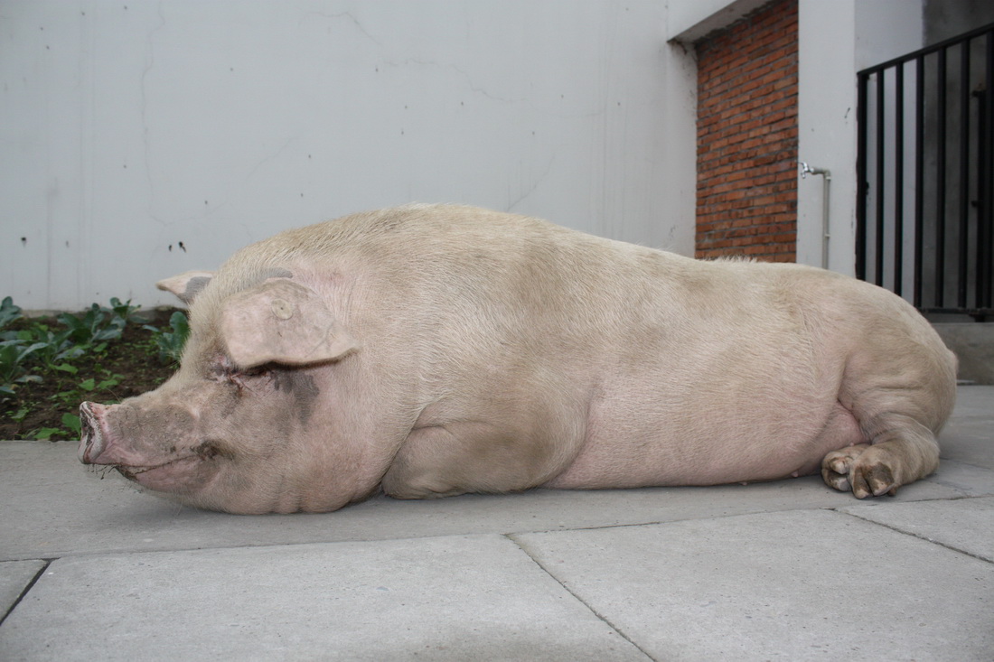 同年10月9日"猪坚强"明显胖了,体重迅速恢复至300斤.