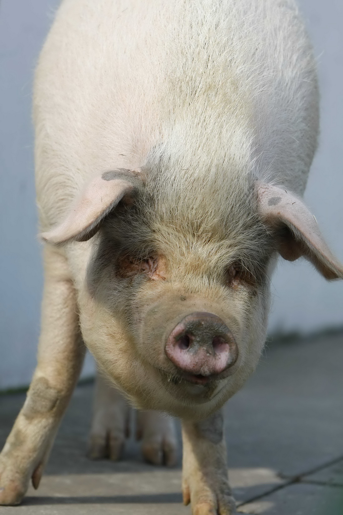 2008年获救大半年后，“猪坚强”已从100多斤迅速长到了近400斤。