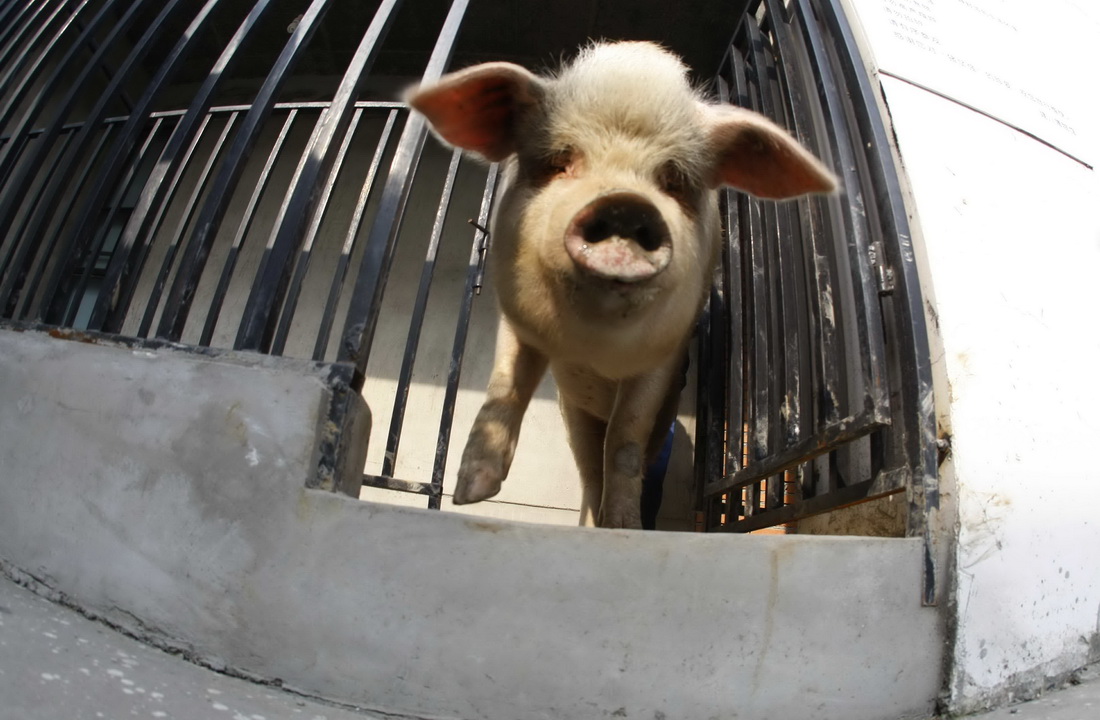 2008年12月26日，成都大邑县安仁镇建川博物馆的“猪坚强”，体重近400斤。