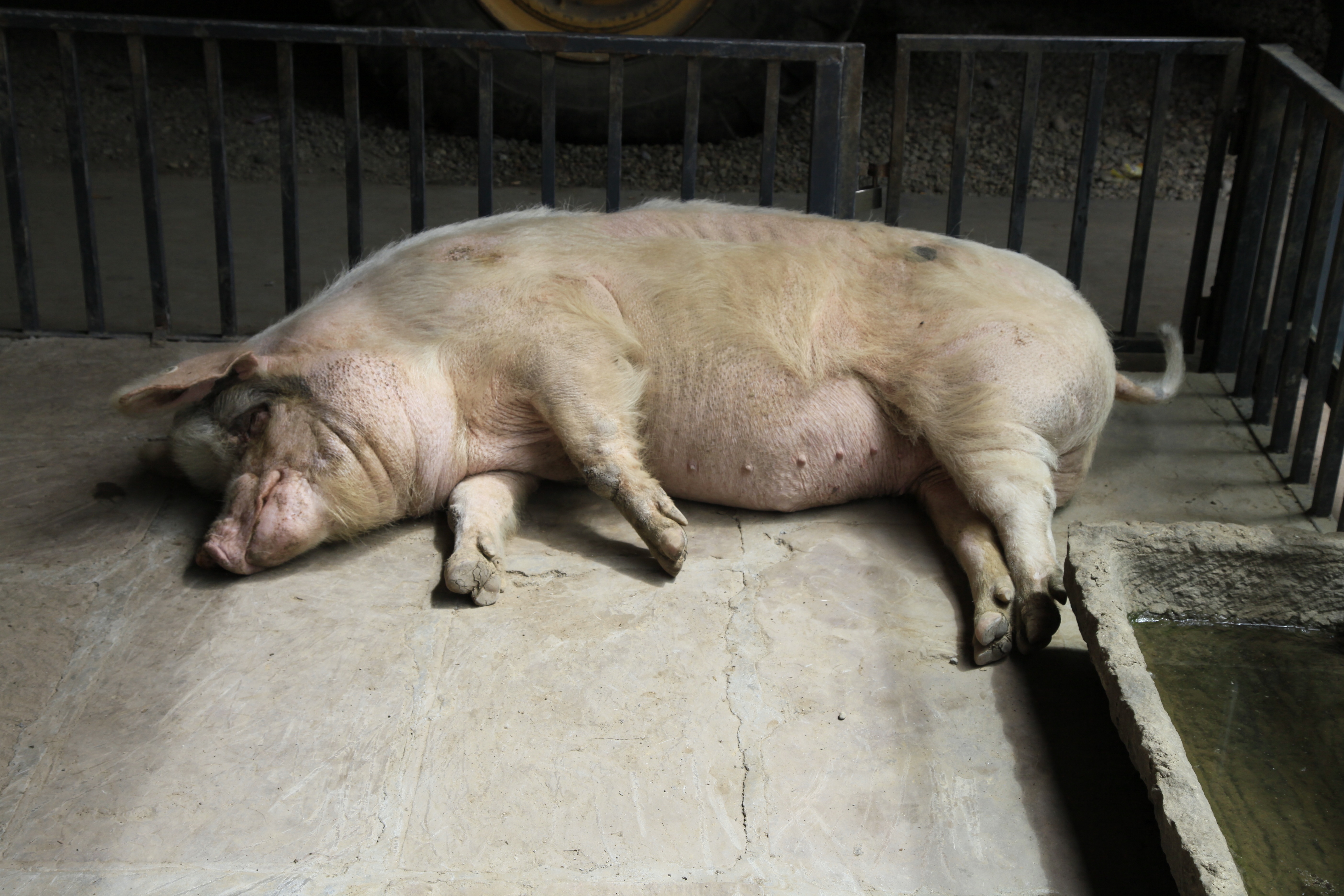 2013年5月11日，“猪坚强”在建川博物馆内休息，体型有所改善。