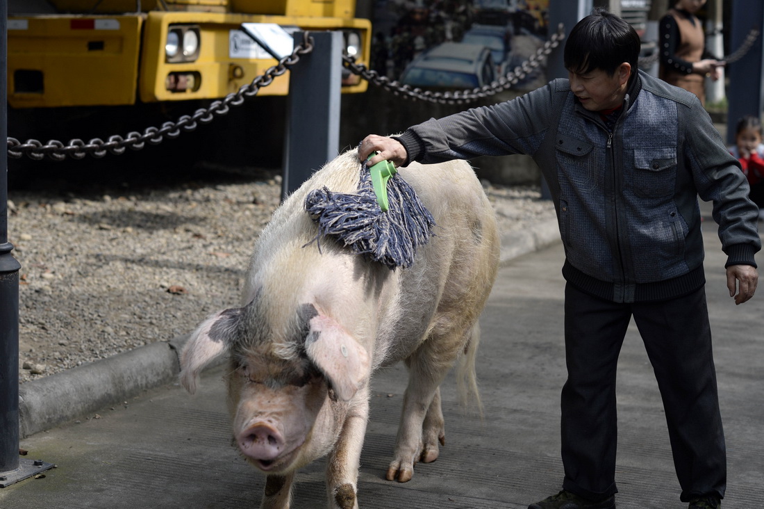 2018年4月15日，外出遛弯走热了，饲养员龚师傅用刷子为猪坚强擦汗。