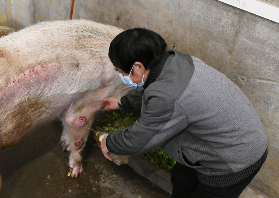 趁着“猪坚强”吃饭期间，饲养员龚国成给其四条腿上药。