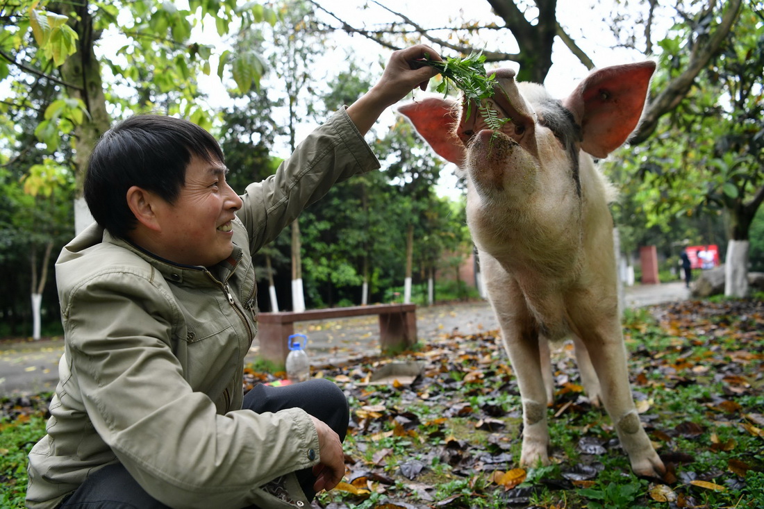 2019年4月10日，龚师傅给“猪坚强”喂野草。为了它的健康，坚持每天带出门遛弯。
