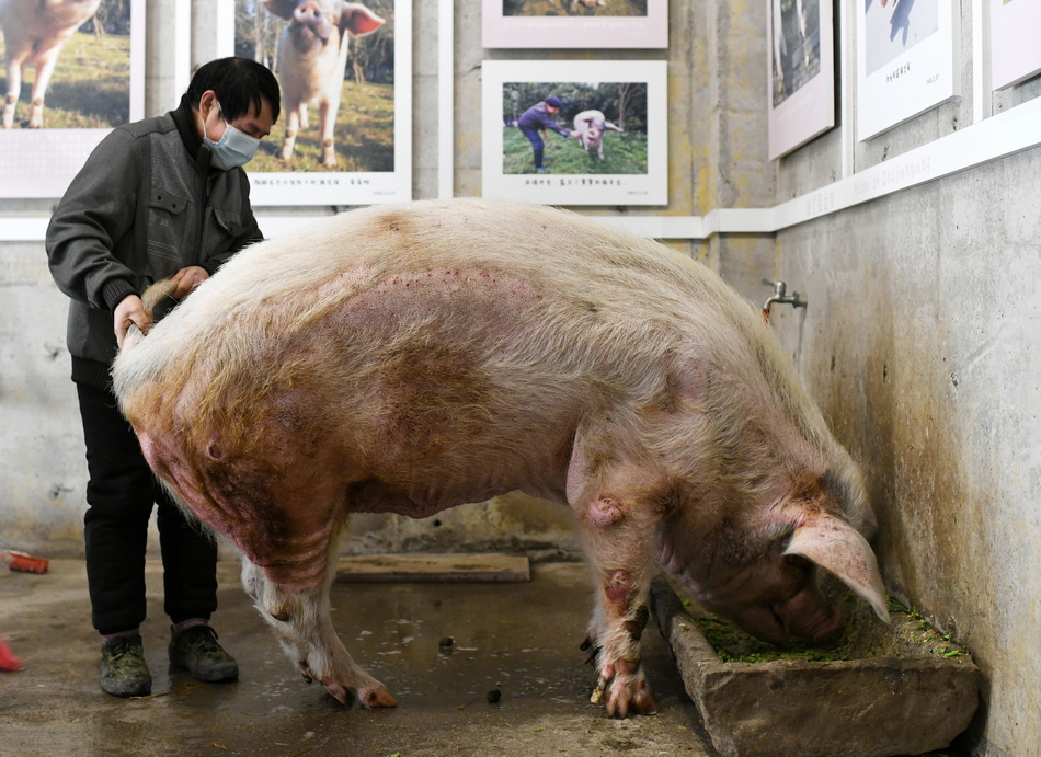 “猪坚强”在饲养员的搀扶下吃营养餐。