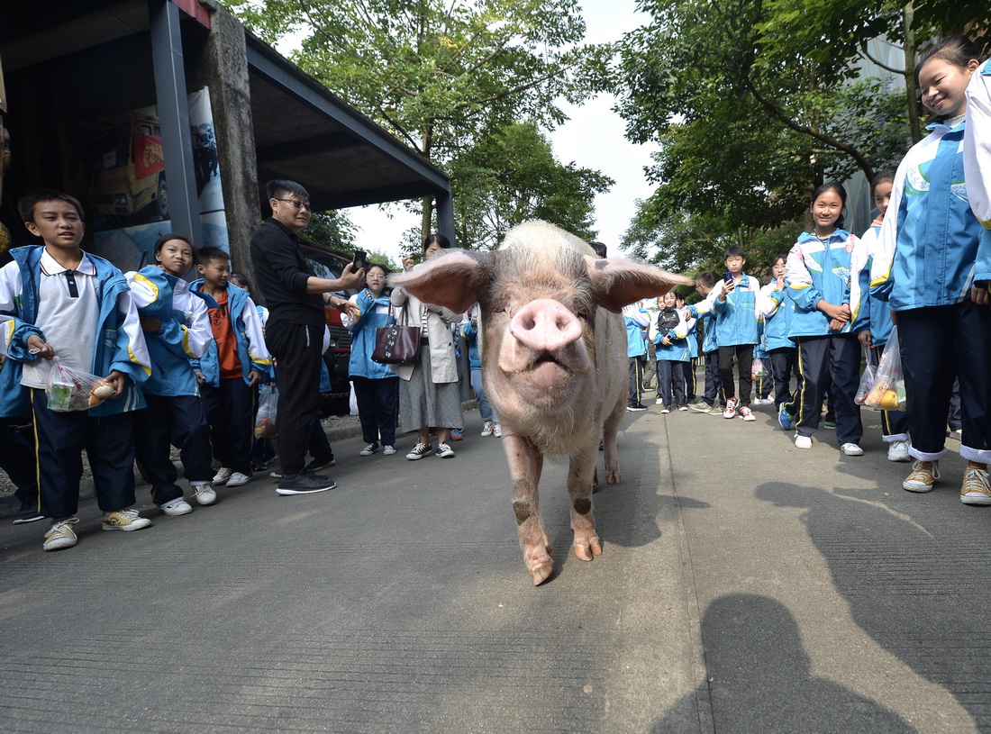 2019年10月23日，散步中的“猪坚强”受到孩子们的欢迎。