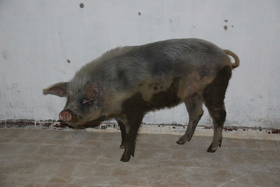 2008年6月23日，获救后不久骨瘦如柴的“猪坚强”。被埋期间，其体重从原来的300斤减到仅100斤。