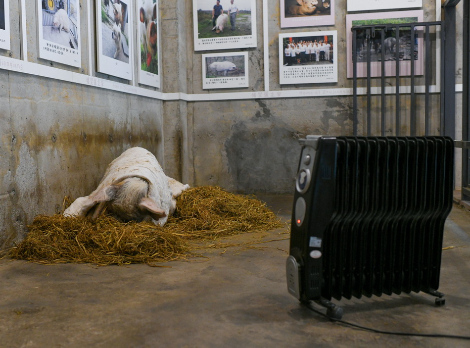 “猪坚强”躺在“别墅”草垛上，盖着棉被，烤着暖炉酣睡。