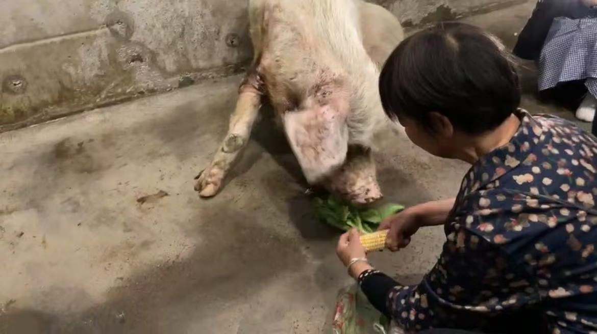 5月12日，万兴明妻子给“猪坚强”喂食。 
