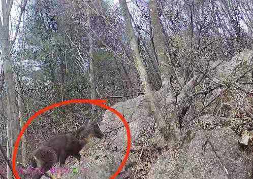 安康一监测点发现野生动物珍贵影像：斑羚散步 豹猫觅食