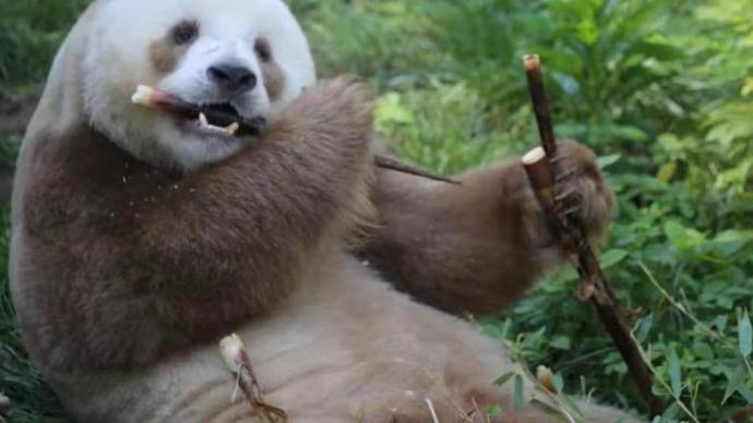 世界唯一棕色人工饲养大熊猫“七仔” 将在陕西与游客见面