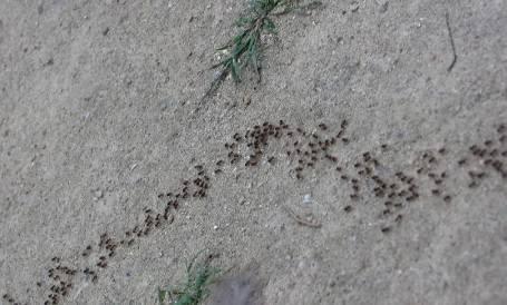 家長質疑小學教材“螞蟻搬家要下雨”不科學 出版社：將研判