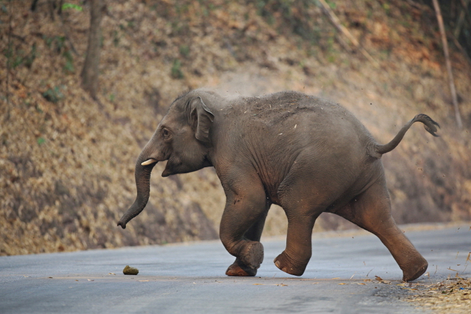 一头奔跑的小象，它把土用鼻子盖在身上是为了防止蚊虫叮咬。 罗爱东 摄