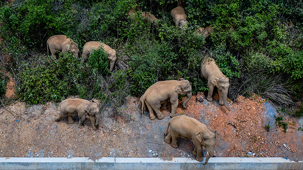 5月28日在云南省玉溪市峨山县境内拍摄的象群（无人机照片）。新华社 图