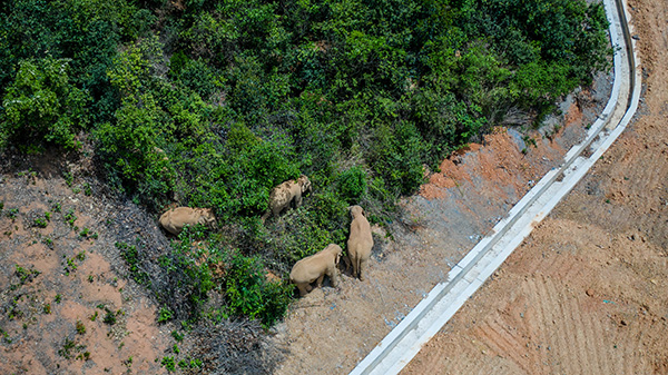 5月28日在云南省玉溪市峨山县境内拍摄的象群（无人机照片）。新华社  图