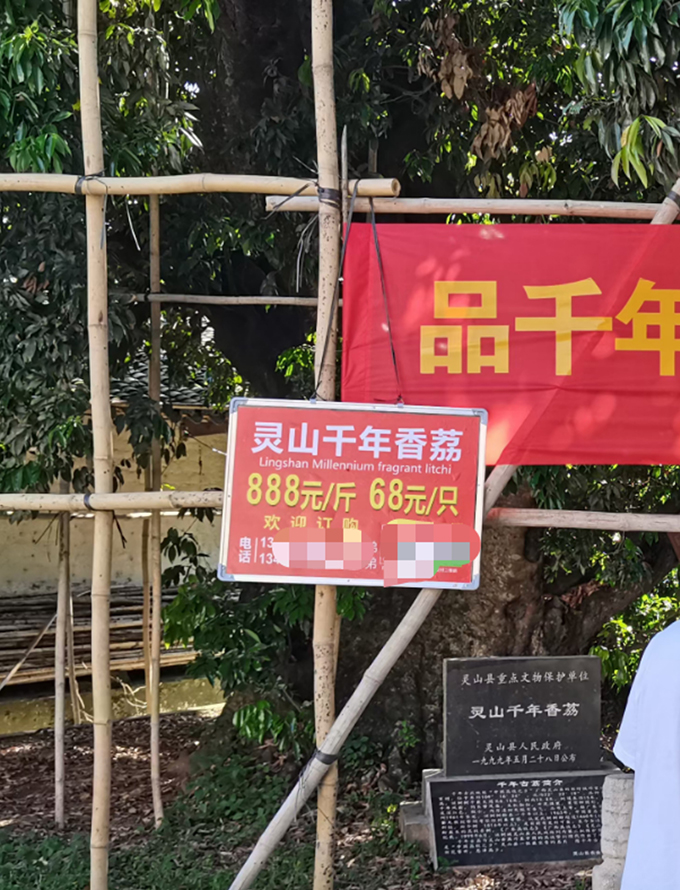 灵山县一荔枝树的荔枝售价68元一颗，888元一斤。 本文图片均由受访者提供