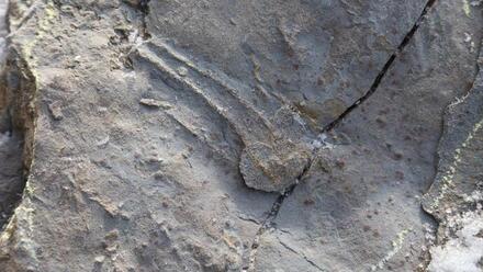 又一新遗迹相！陕西延安发现中国最古老的龟类足迹