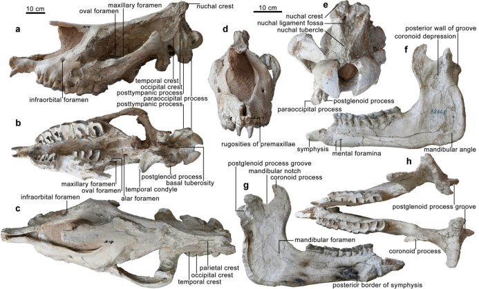 临夏巨犀的头骨和下颌骨正型标本