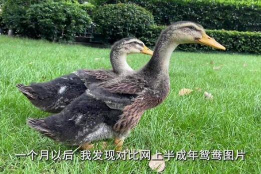杭州男子想买鸳鸯当宠物 半月后发现是鸭子：我感情都投下去了