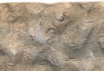 四川自贡发现中国最小恐龙足迹 长10毫米比1角硬币还小