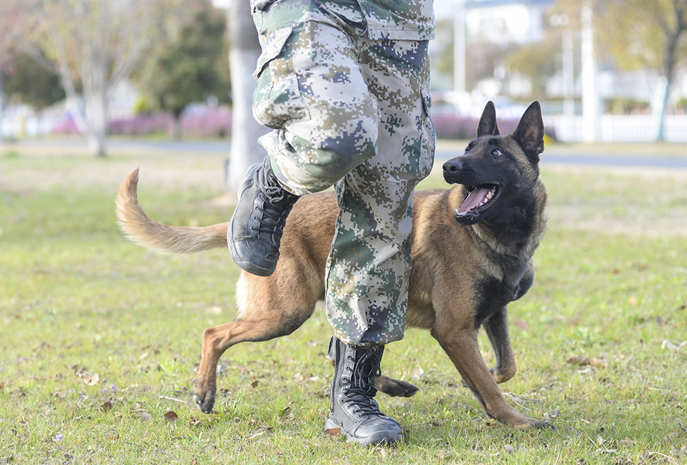 2021年3月17日，江苏淮安，训导员带警犬训练。人民视觉 图