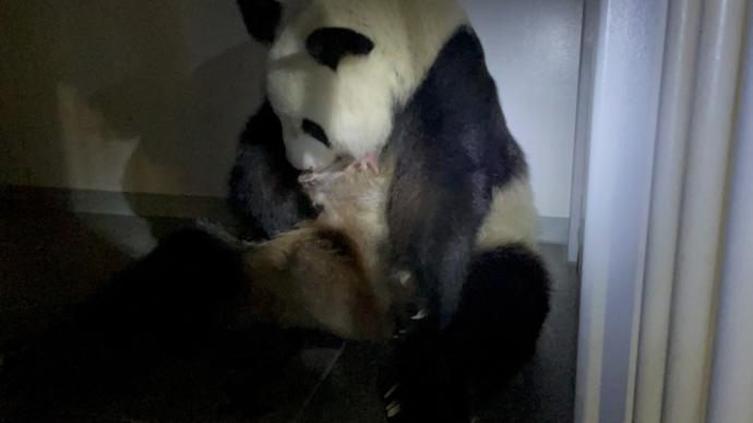 日本上野动物园大熊猫双胞胎幼崽即将满周 性别待明确后发布