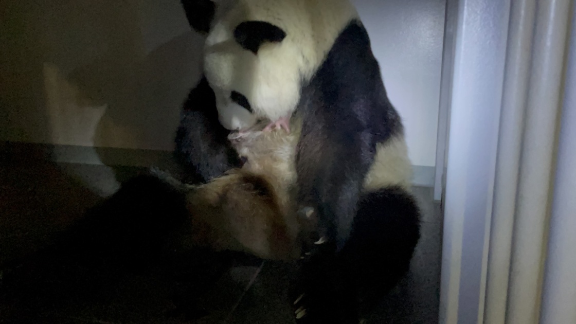 6月23日，大熊猫妈妈“仙女”（日本名字“真真”）在日本东京上野动物园口衔着幼崽。 新华社 图
