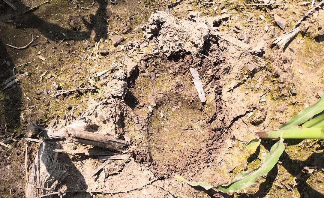 吉林蛟河不明野生动物初步认定为东北虎 暂无人员伤亡报告