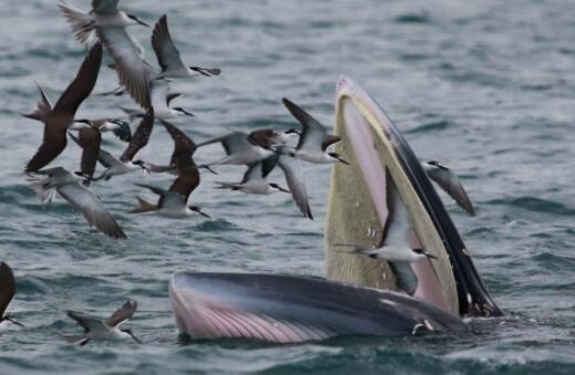 8米长布氏鲸现身深圳大鹏湾海域 当地呼吁船只避让不要围观