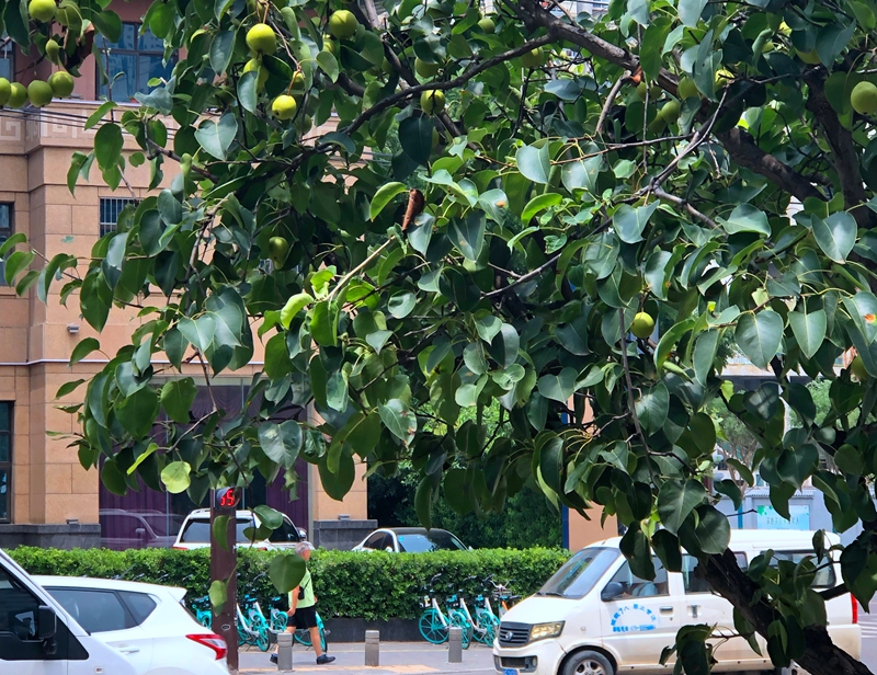 西安梨园路两旁的行道树上挂满梨 市民困惑这梨能吃吗？