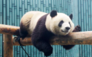 我国圈养大熊猫已达633只 为1990年的6倍多