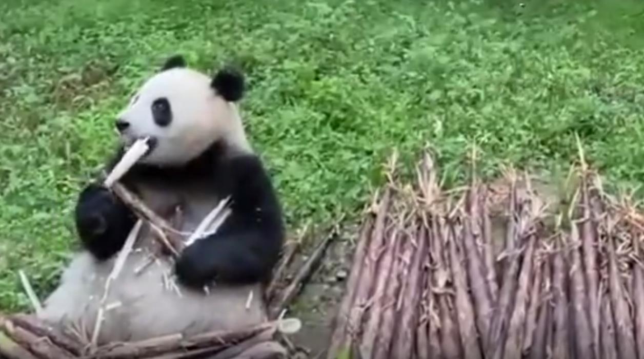 国宝吃饭有多任性！秦岭大熊猫每顿要吃60斤左右的竹笋