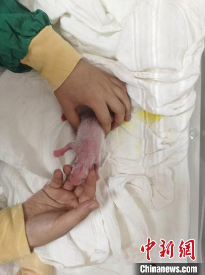 大熊猫“珍珍”的二仔。 本文图片均由中国大熊猫保护研究中心提供