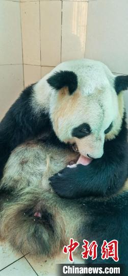大熊猫“苏珊”和新生宝宝在一起。
