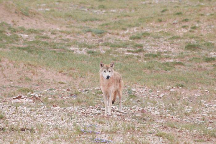 狼来了！陕西省动物研究所科考队在可可西里拍到“狼追藏羚羊”画面