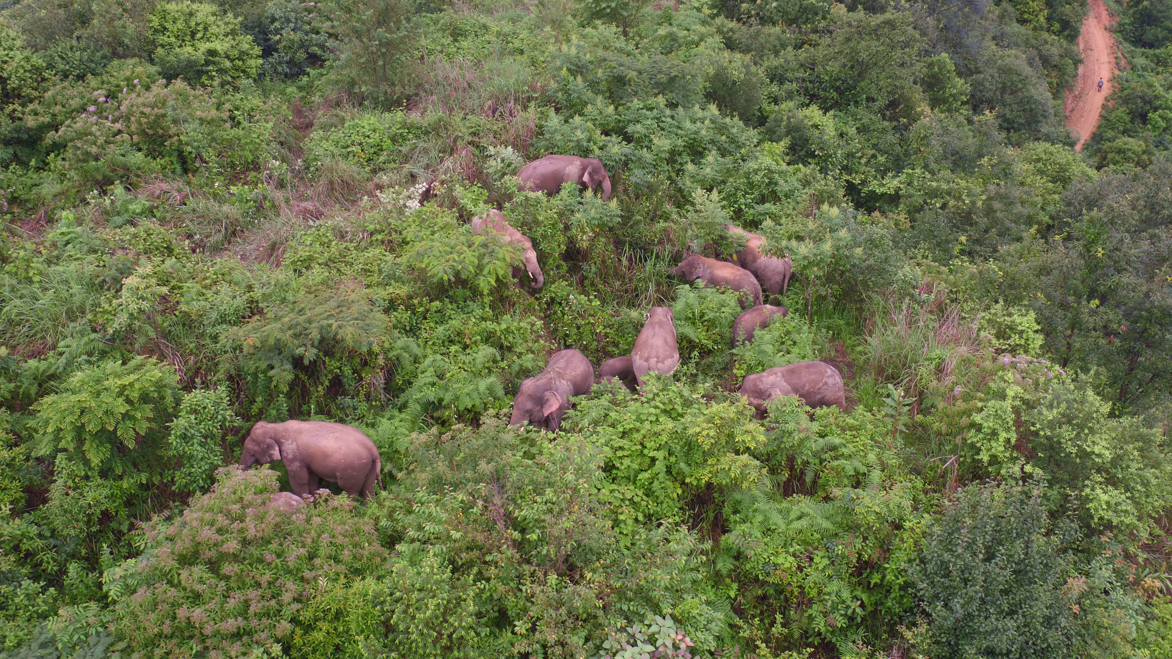 “断鼻家族”14头亚洲象结束110余天北上之旅 返回普洱