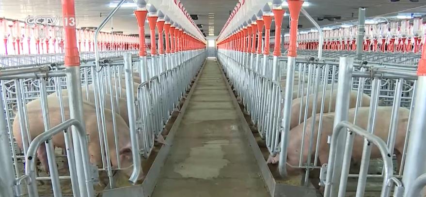 我国合计挂牌收储5万吨中央冻猪肉储备 有效遏制生猪价格过快下跌势头