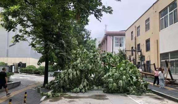 西安体育运动学校栅栏内一棵树倒下 砸中校外路边一辆车