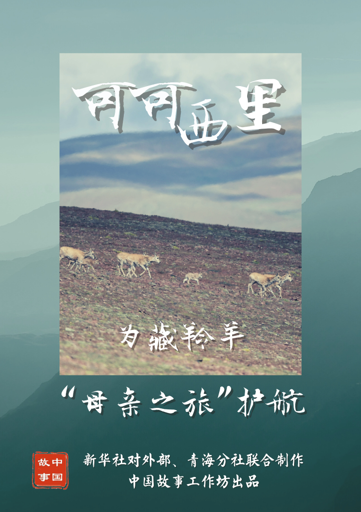 中国故事|可可西里：为藏羚羊“母亲之旅”护航