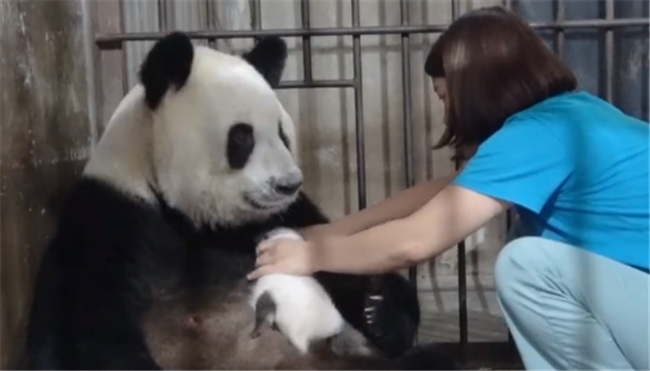 视频|秦岭大熊猫舐犊情深？蜂蜜、胡萝卜才是真爱 