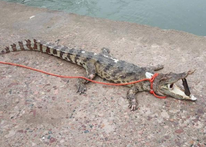 河北一景区内非法放生鳄鱼捕捞上岸：湖水不宜生存致鳄鱼死亡