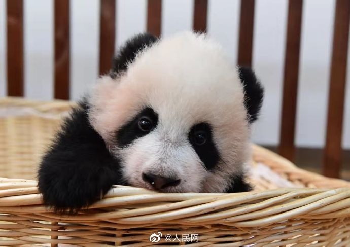 航天熊猫宝宝正式取名为“航宝”