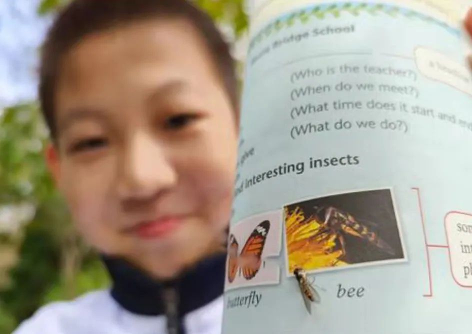 把食蚜蝇当蜜蜂？沈阳12岁男孩给英语教材纠错 官方回应