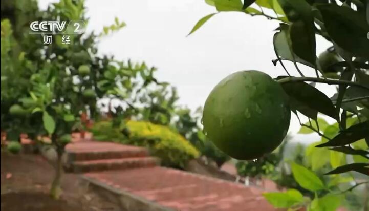 乡村振兴看一线 | 四川资中：发展血橙产业 打造农旅融合新业态