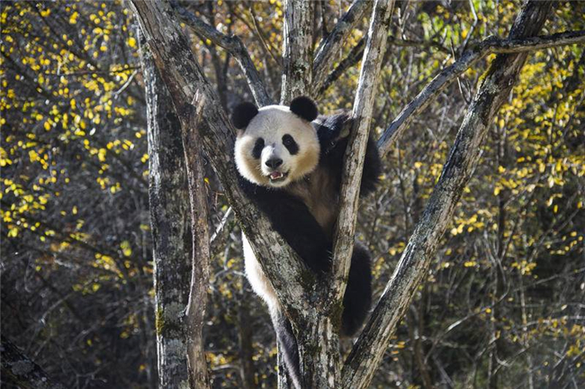 国家公园的陕西力量：大熊猫国家公园陕西试点区地跨4市 