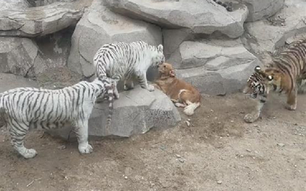 山东一动物园里狗在虎区淡定休息 园方：老虎是狗妈妈带大的