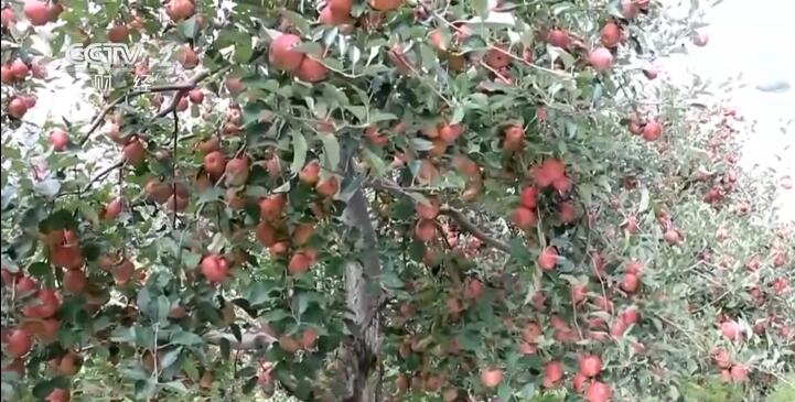 【乡村振兴看一线】四川盐源：42万亩苹果喜获丰收
